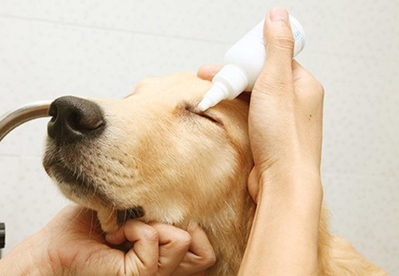 護(hù)理老年犬的注意事項(xiàng)
