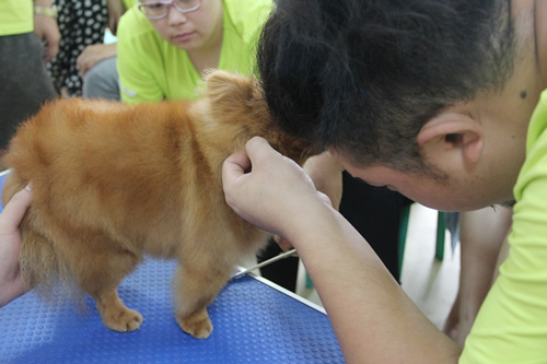 圣寵26期學員博美犬美容示范講解