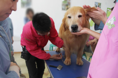 圣寵26期學(xué)員金毛犬美容修剪課程
