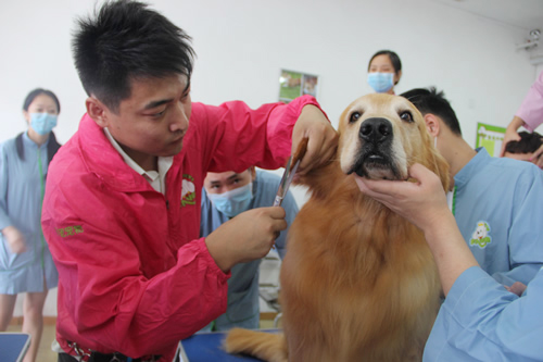 圣寵26期學(xué)員金毛犬美容修剪課程