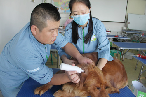 圣寵26期學(xué)員金毛犬美容修剪課程