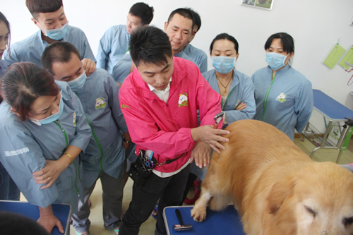圣寵26期學(xué)員金毛犬美容修剪課程