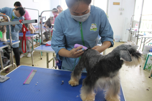 圣寵寵物26期雪納瑞犬美容實操練習課