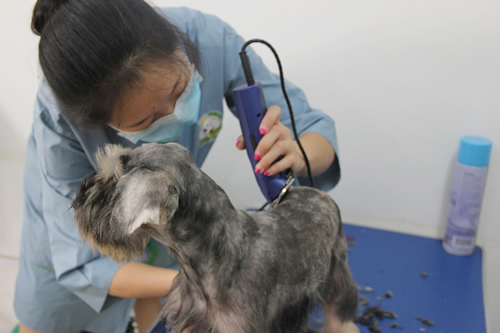 圣寵寵物26期雪納瑞犬美容實操練習課