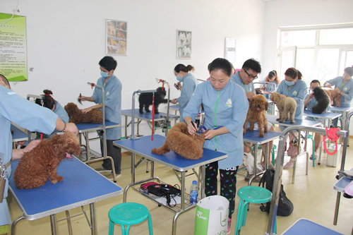 圣寵寵物美容學校26期班畢業實操考核