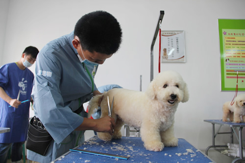 圣寵寵物27期比熊犬美容修剪實(shí)操練習(xí)