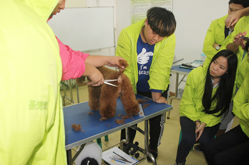 圣寵寵物28期貴賓犬運動裝修示范講解
