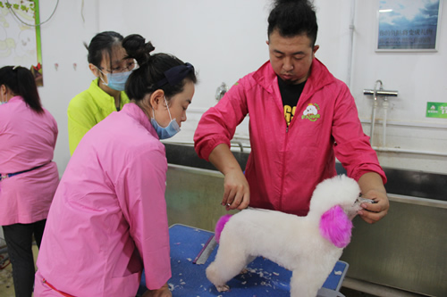 圣寵寵物美容學校28期學員混合實操練習