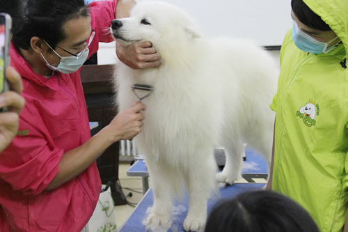 28期寵物美容綜合班薩摩耶犬美容示范講解