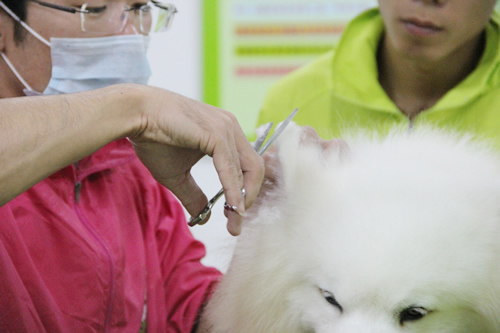 28期寵物美容綜合班薩摩耶犬美容示范講解