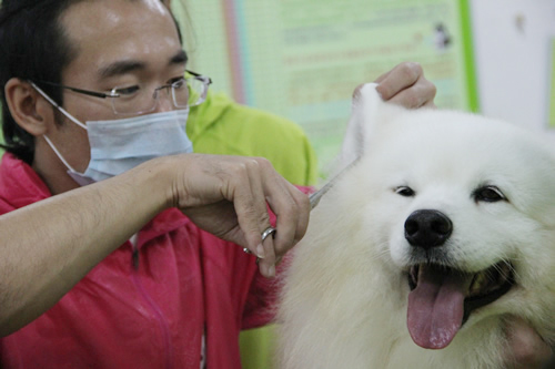 28期寵物美容綜合班薩摩耶犬美容示范講解