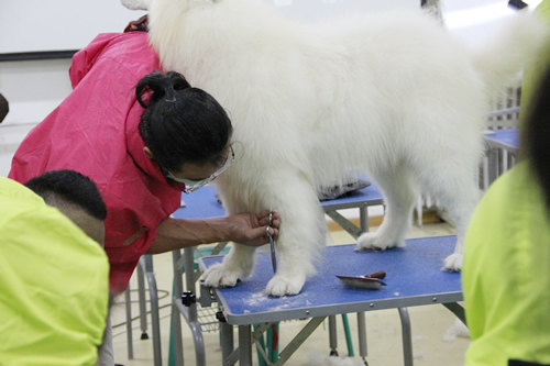 28期寵物美容綜合班薩摩耶犬美容示范講解