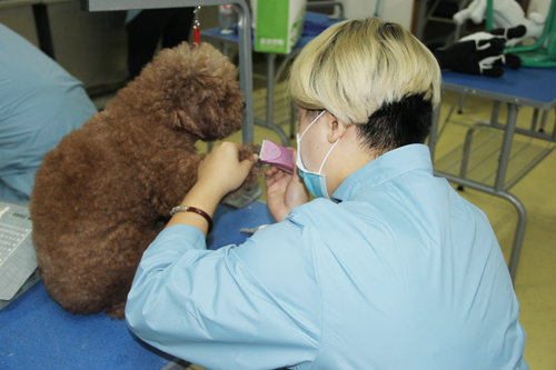 圣寵寵物29期犬只洗澡護(hù)理實(shí)操練習(xí)