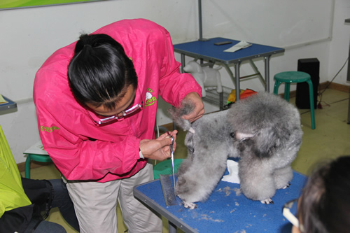 圣寵寵物29期貴賓犬運動裝示范講解