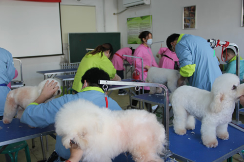 圣寵寵物美容學校28期班比熊犬實操修剪練習