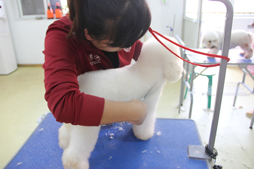 圣寵寵物學校29期比熊犬實操練習