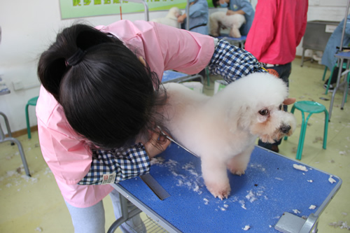 圣寵寵物學校29期比熊犬實操練習