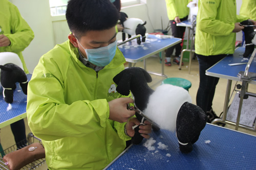 圣寵寵物美容學校30期:模特狗修剪練習