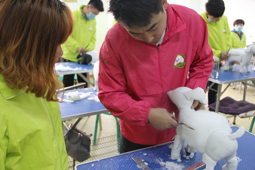 圣寵寵物美容學校30期:模特狗修剪練習