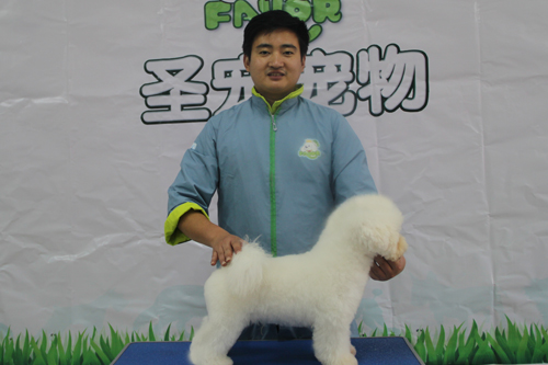 圣寵28期學(xué)員第二次比熊犬實操練習(xí)