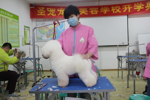 圣寵28期學(xué)員第二次比熊犬實操練習(xí)