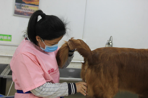 29期班學員劉嬋金毛犬實操練習