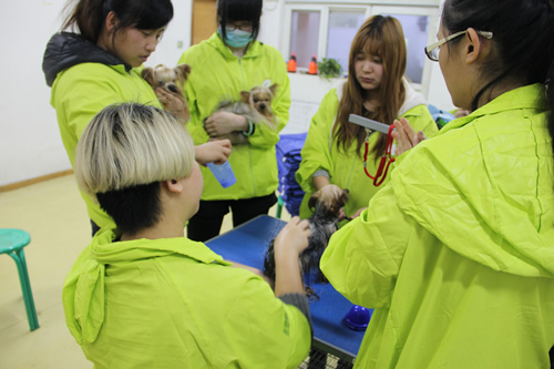 圣寵29期寵物美容師綜合班寵物SPA課程