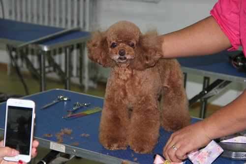 30期學員貴賓犬日系泰迪裝示范講解
