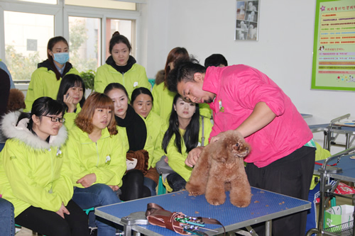 30期學員貴賓犬日系泰迪裝示范講解