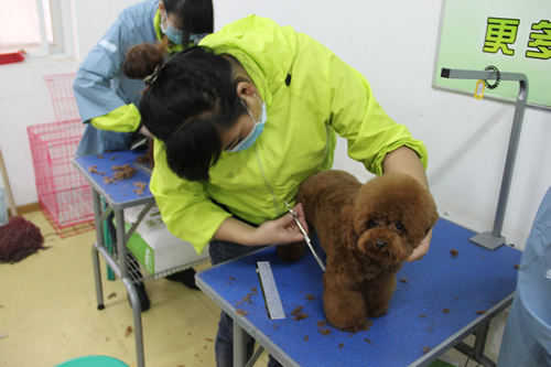 圣寵寵物29期班學員姜艷貴賓犬實操
