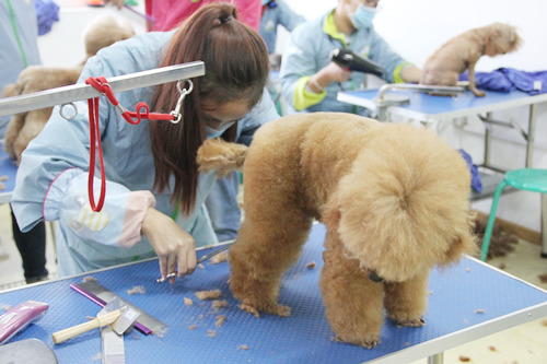 圣寵30期學(xué)員貴賓犬修剪練習(xí)