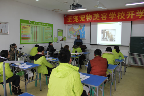 圣寵寵物美容學(xué)校31期學(xué)員犬只行為學(xué)課程