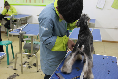 圣寵寵物美容學校30期班雪納瑞美容實操練習課