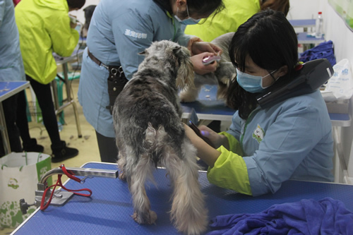圣寵寵物美容學校30期班雪納瑞美容實操練習課