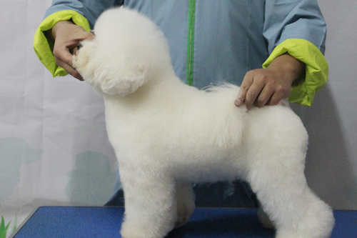 圣寵31期學員比熊犬實操練習