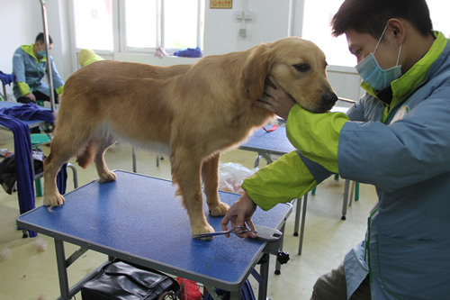 圣寵寵物32期班金毛犬美容實操修剪