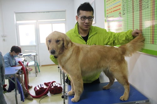 圣寵寵物32期班金毛犬美容實操修剪