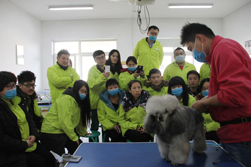 圣寵寵物32期學員貴賓犬運動裝示范講解