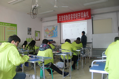 圣寵寵物32期學員貴賓犬運動裝示范講解