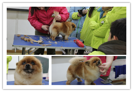 32期寵物美容綜合班博美犬理論示范課照片2