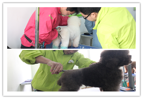 32期寵物美容綜合班貴賓犬修剪實操圖片2
