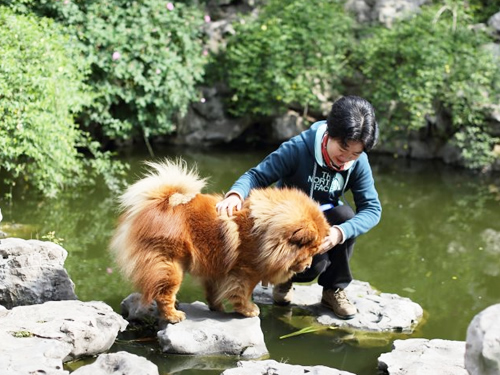 帶狗狗出游應該注意什么