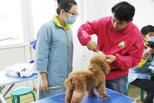 圣寵寵物美容學校分享貴賓犬的美容方法