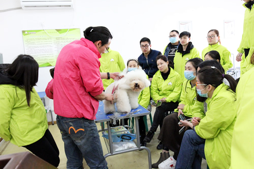 34期寵物美容班比熊犬理論及示范
