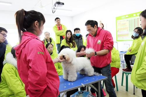 34期寵物美容班比熊犬理論及示范