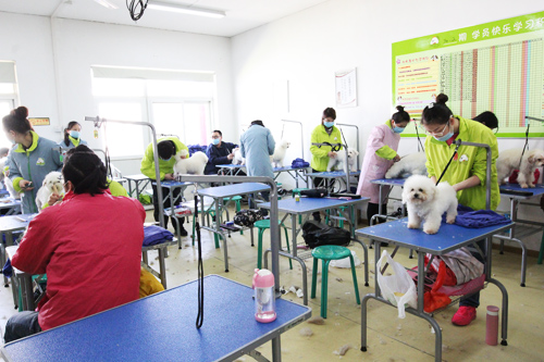 圣寵寵物美容學校34期2班-比熊犬修剪實操