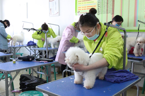 圣寵寵物美容學校34期2班-比熊犬修剪實操