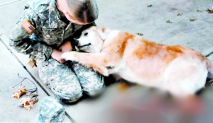 13歲高齡金毛獵犬與主人久別重逢
