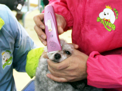 貴賓犬美容造型全過程