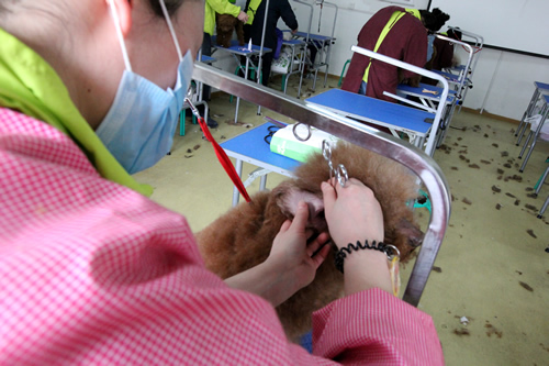 美容班35期2班泰迪犬洗澡實操課